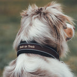 Back on track "Charlie" Hundhalsband Brun