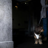 Curli Vest Clasp Glow Grå hundsele XL