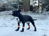 Companion Tassockor – extra långa