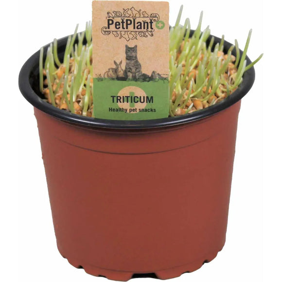 Kattgräs Bio 12cm Kruka Triticum