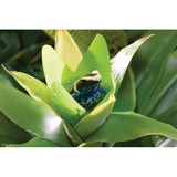 Bromelia M Exoterra