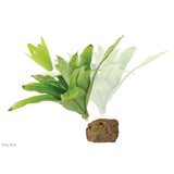 Bromelia M Exoterra