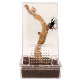 Zoo Med Creatures Jumping Spider Kit