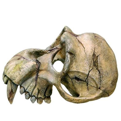 MONKEY SKULL AKVARIEDEKO, 22,5 X 14,5 X 11 CM