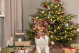 Xmas bow for dog collar, assorted, 10 cm