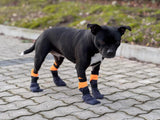 Companion Tassockor – extra långa