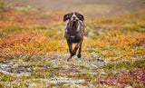 Hurtta Rover sele Raven