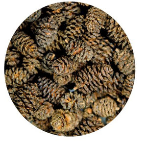 Alder Cones alkotte 50-pack