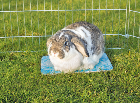 Kylplatta för kanin/marsvin, keramik, 28 × 20 cm