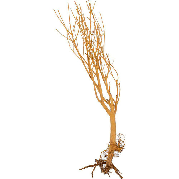 SLIM TREE MEDIUM 25-30CM