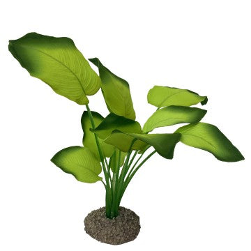 Växt Aqua Della - Anubias 20cm